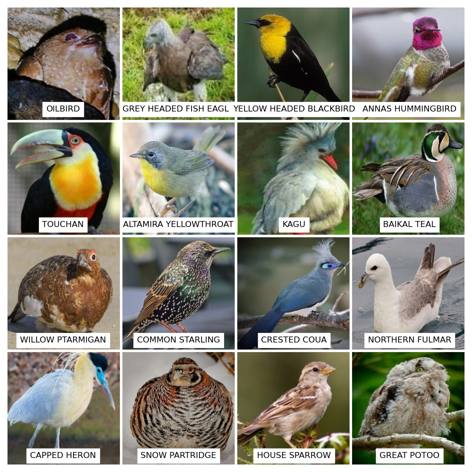 Bird Species Classification preview